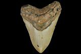Fossil Megalodon Tooth - North Carolina #109794-2